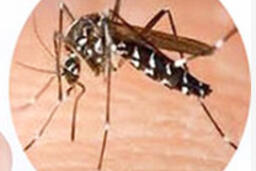 Phường Mỹ Thạnh ra quân thực hiện “Mô hình giám sát, tác động  chuyển đổi hành vi phòng, chống dịch bệnh Sốt xuất huyết”